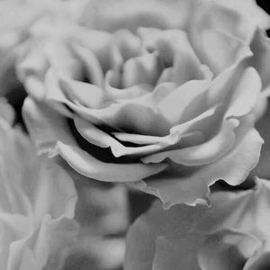 Meet your Posher, Talia